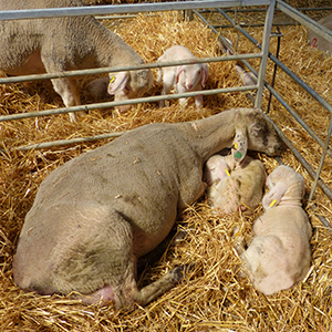 Tierärztliche Beratung