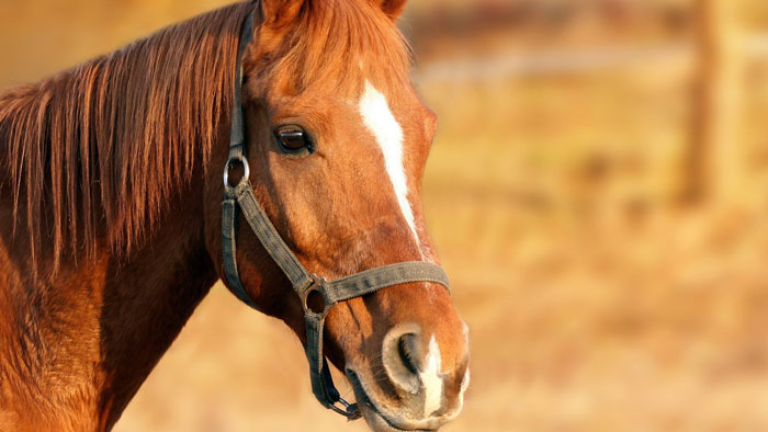 Leistungen Pferd