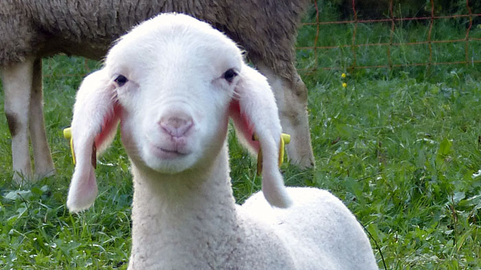 Leistungen Schaf, Ziege & Neuweltkamelide