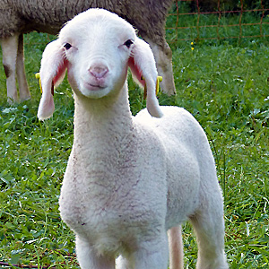 Leistungen Schaf, Ziege und Neuweltkamelide