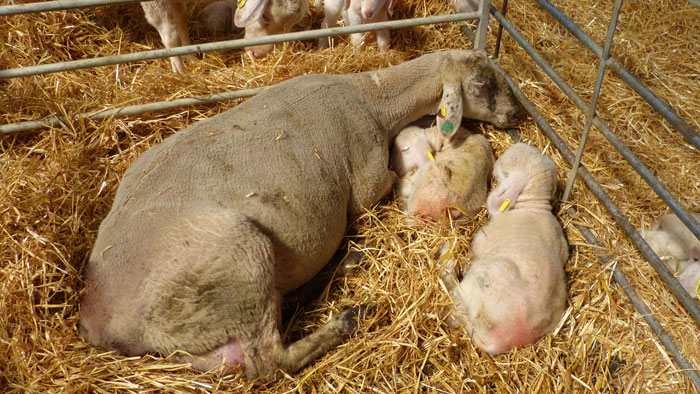 Tierärztliche Beratung